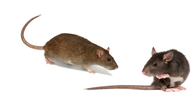 Empresa dedetizadora de ratos preço controle de ratos e roedores