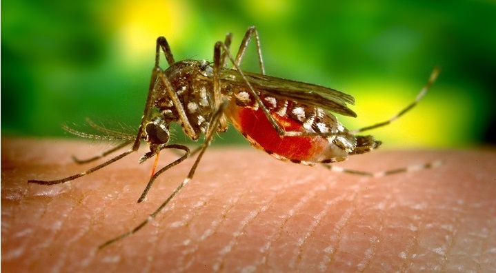 Dedetização de mosquitos em residencias controle de insetos em SP